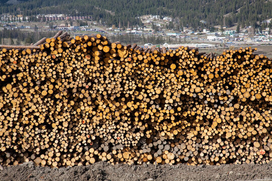 huge stack of raw logs at Williams Lake, BC