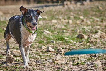 black and white dog running on a green meadow with a frisbee