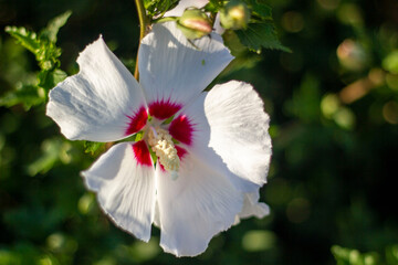 Red and white flower