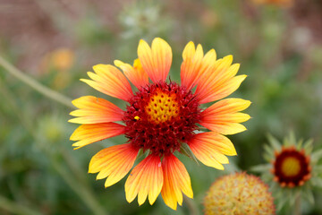 orange flower in the garden