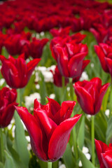 Obraz premium close-up bed of red tulips