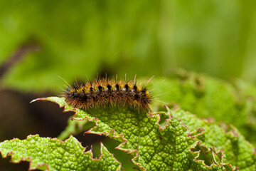 caterpillar munching on a leaf