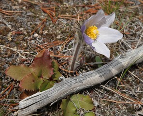 Creeping Oregon Grape (Berberis repens) leaves and Pasqueflower (Anemone patens) wildflower in Beartooth Mountains, Montana