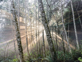 Fototapeta premium sunbeam through trees in a misty morning forest