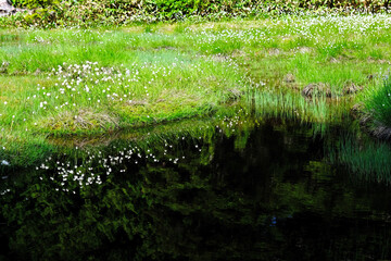 新緑の志賀高原の湿原にたくさんのワタスゲが咲く　全盛期