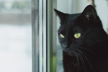 A beautiful black cat with bright green eyes looks out the window to the street