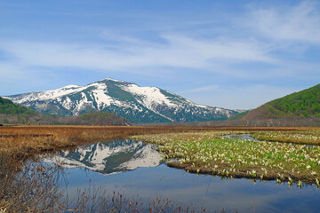 新緑の尾瀬　雪解け水が流れ、水芭蕉の群生と至仏山の撮影スポット