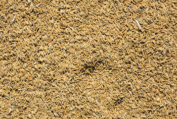 Top view of paddy rice background.