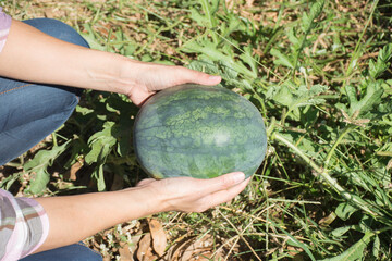 Farmer's hand holding watermelon fruit in farm,soft focus.