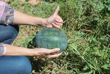 Farmer's hand holding watermelon fruit in farm,soft focus.