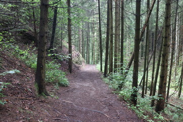 Wandern Wanderweg Waldweg Forstweg Wald Nadelwald Nadelbäume Fichten Fichtenwald