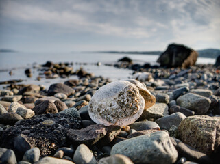close-up view of a rocky beach on Vancouver Island near Sidney, BC, Canada