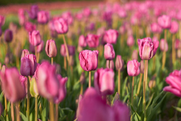Pink tulips in full bloom
at the tulip festival. 
Beauty of nature. Spring, youth, growth concept.
