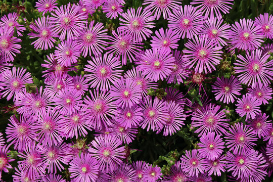 869 Best 日照り Images Stock Photos Vectors Adobe Stock