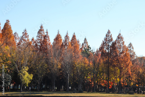 秋 メタセコイヤ 紅葉 美しい 葉っぱ 落ち着いた 森林 芝生 Wall Mural Mireia