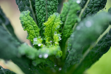 Fototapeta na wymiar macro view of a green kale vegetable leaf