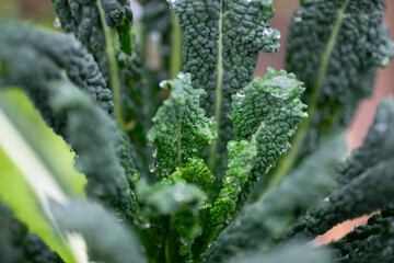 macro view of a green kale vegetable leaf