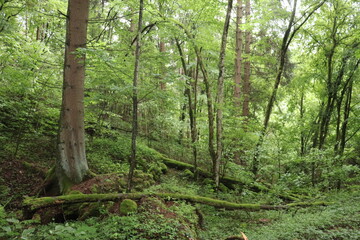 Trampelpfad Wald Wanderweg wandern Waldweg Laubwald Buchenwald Mischwald