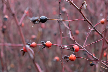 close-up view of rose hip buds