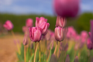 Beautiful tulips
at the tulip festival.
Beauty of nature. Spring, youth, growth concept. 