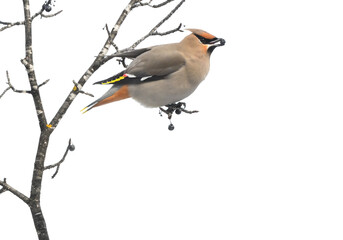 Bohemian Waxwing Closeup Portrait in Winter on White Background, Isolated
