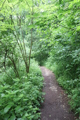 Trampelpfad Wald Wanderweg wandern Waldweg Laubwald Buchenwald Mischwald