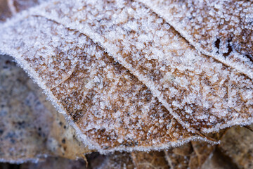 茶色の枯葉に霜