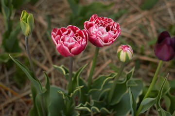 Beautiful colorful tulips
at the tulip festival.
Beauty of nature. Spring, youth, growth concept.