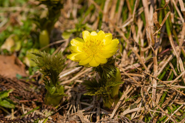 春の陽光に輝く福寿草
