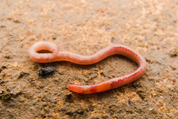 Close up of earthworms on the ground