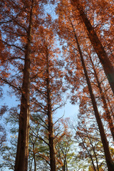 Obraz premium 秋 森 森林 メタセコイヤ 紅葉 太陽 夕焼け 幻想的 綺麗 落ち着いた 美しい