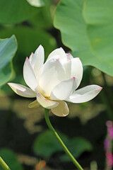 Obraz premium ハスの花