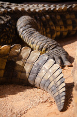 Detail of the tail and a leg of a Nile crocodile