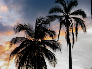 Fototapeta na wymiar Silhouette of Palm and Coconut trees in the horizon with beautiful colors and clouds in the sky 