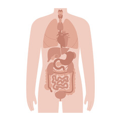Internal organs in male body
