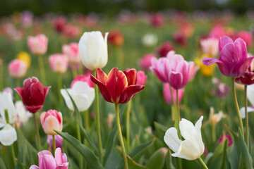 Beautiful colorful tulips
at the tulip festival.
Beauty of nature. Spring, youth, growth concept.