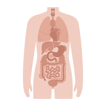 Internal organs in male body