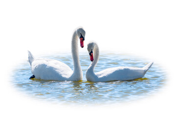 Two Graceful white Swans swimming in the lake, isolated on white background. Mating games of a pair of white swans. Swans swimming on the water in nature. Valentine's Day background