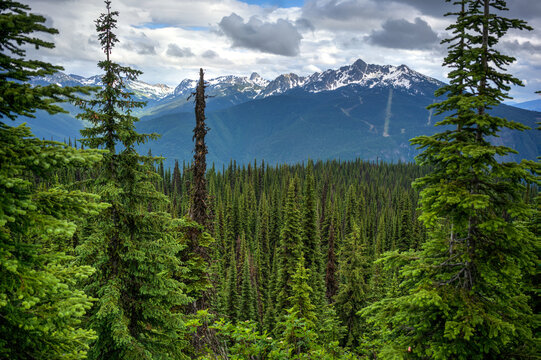 Mount Revelstoke National Park, BC, Canada