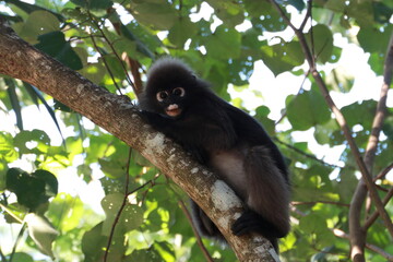 Dusky leaf monkey, Dusky langur, Sectacledp monkey eating fruit on green tree.