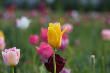 Fototapeta premium Beautiful colorful tulips at the tulip festival. Beauty of nature. Spring, youth, growth concept.