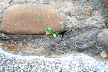 A green leafy plant sprouting from the rocks.