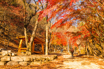 팔공산 단풍
