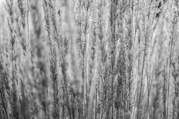 abstract view of blades of dry grass