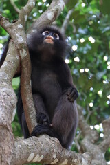 Dusky leaf monkey, Dusky langur, Sectacledp monkey eating fruit on green tree.