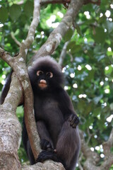 Dusky leaf monkey, Dusky langur, Sectacledp monkey eating fruit on green tree.