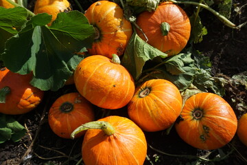Orange pumpkins on the ground. Harvesting. Food. Agriculture, gardening, agronomy. Green consumption concept. Conservation of nature, ecology. Caring, love for plants. - 415297132