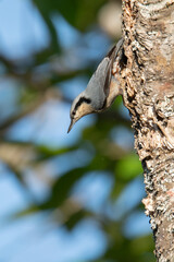 Chestnut-vented Nuthatch perching on a tree bark