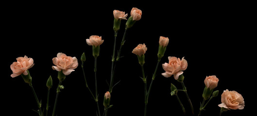 Gentle pink carnations isolated on black background, set