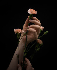 Woman hand holding gentle pink carnations isolated on black background